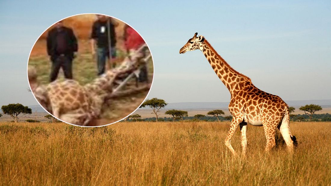 Giraffe stirbt in chinesischem Zoo (Symbolfoto/Collage) Giraffe stirbt in chinesischem Zoo (Symbolfoto/Collage)
