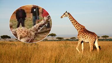 Giraffe stirbt in chinesischem Zoo (Symbolfoto/Collage) - Foto: iStock/paulbanton, YouTube/Makiyeti IBUKUN JOSHUA (Screenshot)