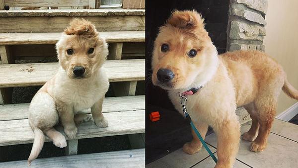 Golden Retriever mit nur einem Ohr - Foto: Instagram / goldenunicornrae