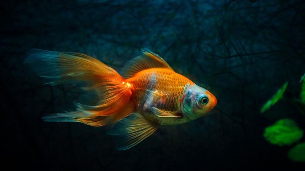 Goldfisch - Foto: iStock / Dejan Kolar