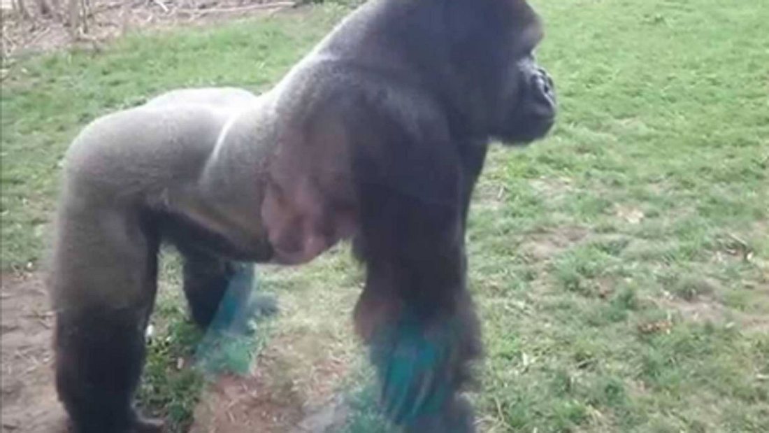 Animalische Kraft: Gorilla versetzt Zoo-Besucher in Angst Animalische Kraft: Gorilla versetzt Zoo-Besucher in Angst