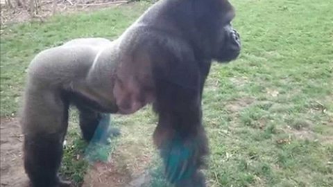 Gorilla - Foto: Screenshot YouTube