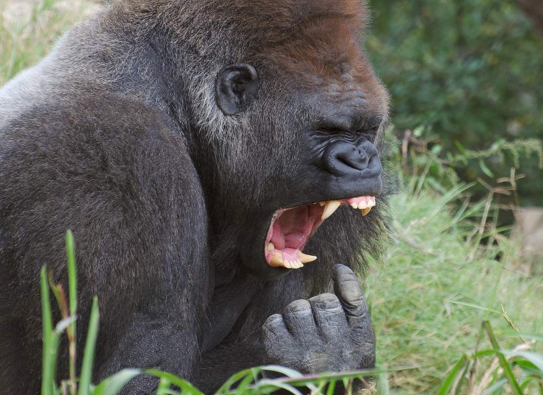Gorilla