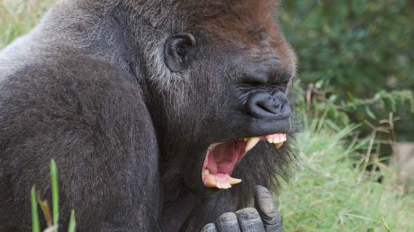 Gorilla - Foto: iStock / B_Miller