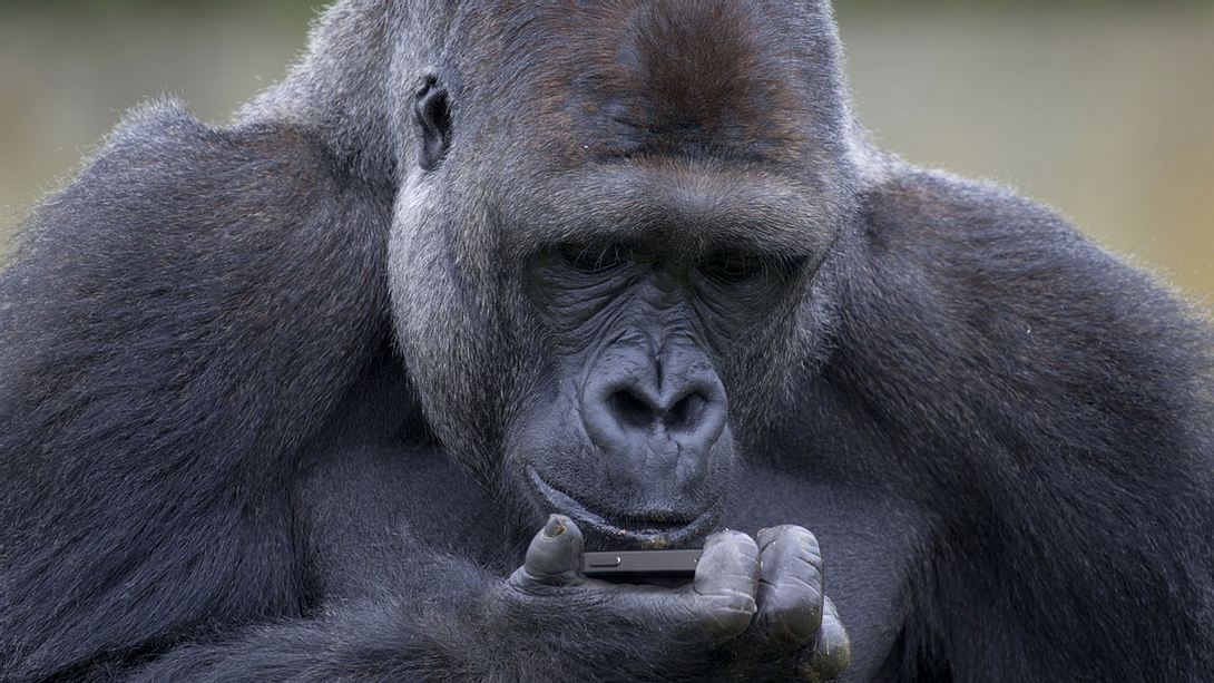 Ein Gorilla am Handy - Foto: iStock / Stuartb