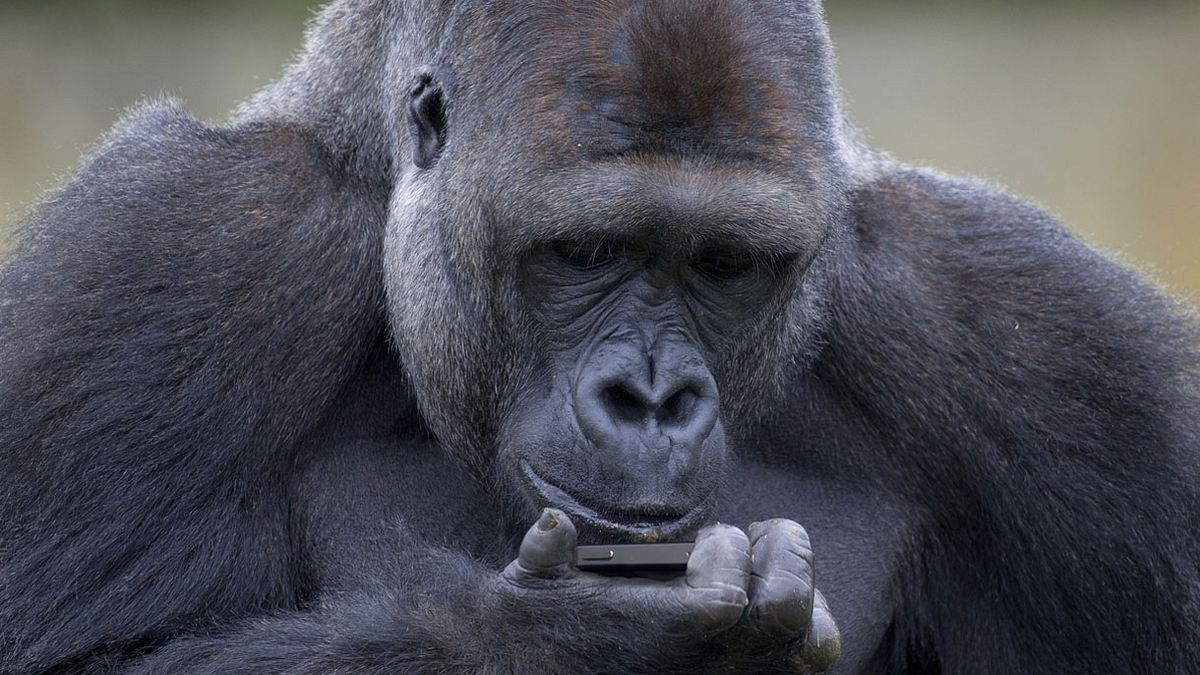 Ein Gorilla am Handy