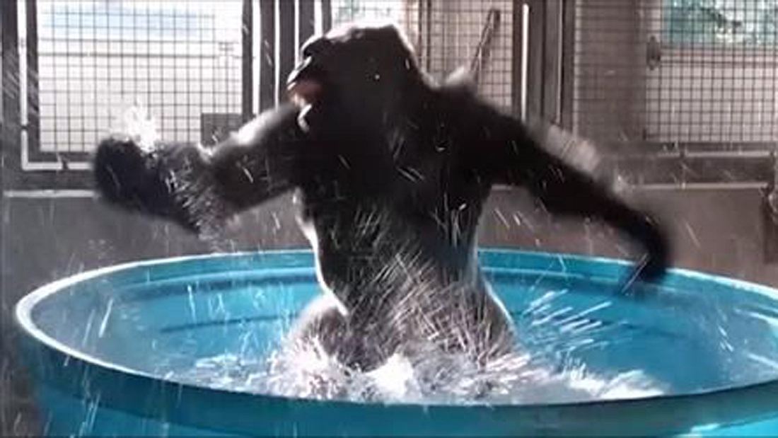 Breakdance-Gorilla: Silberrücken Zola tanzt im Zoo von Dallas