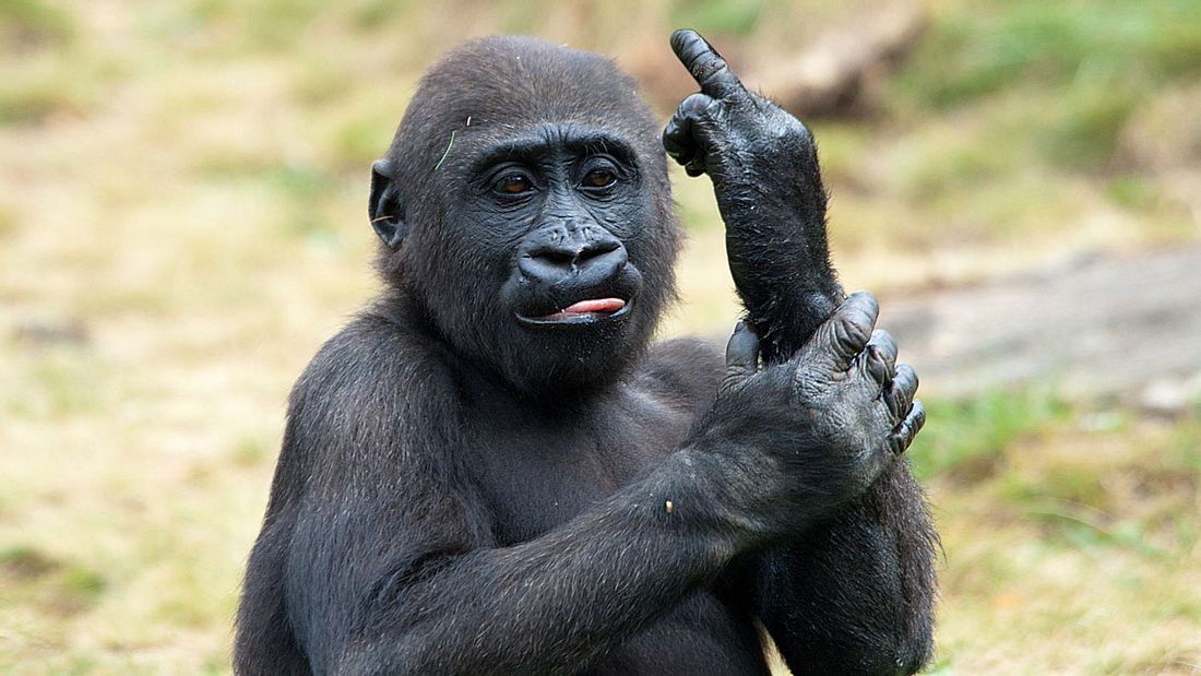 Gorilla zeigt Mittelfinger-Geste
