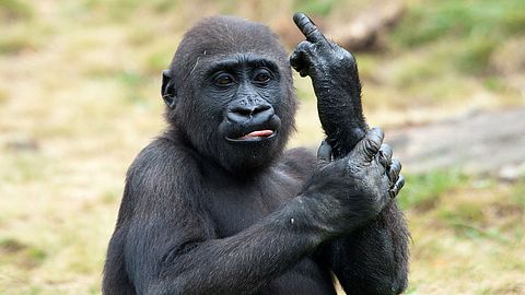 Gorilla zeigt Mittelfinger-Geste - Foto: iStock / Enjoylife2