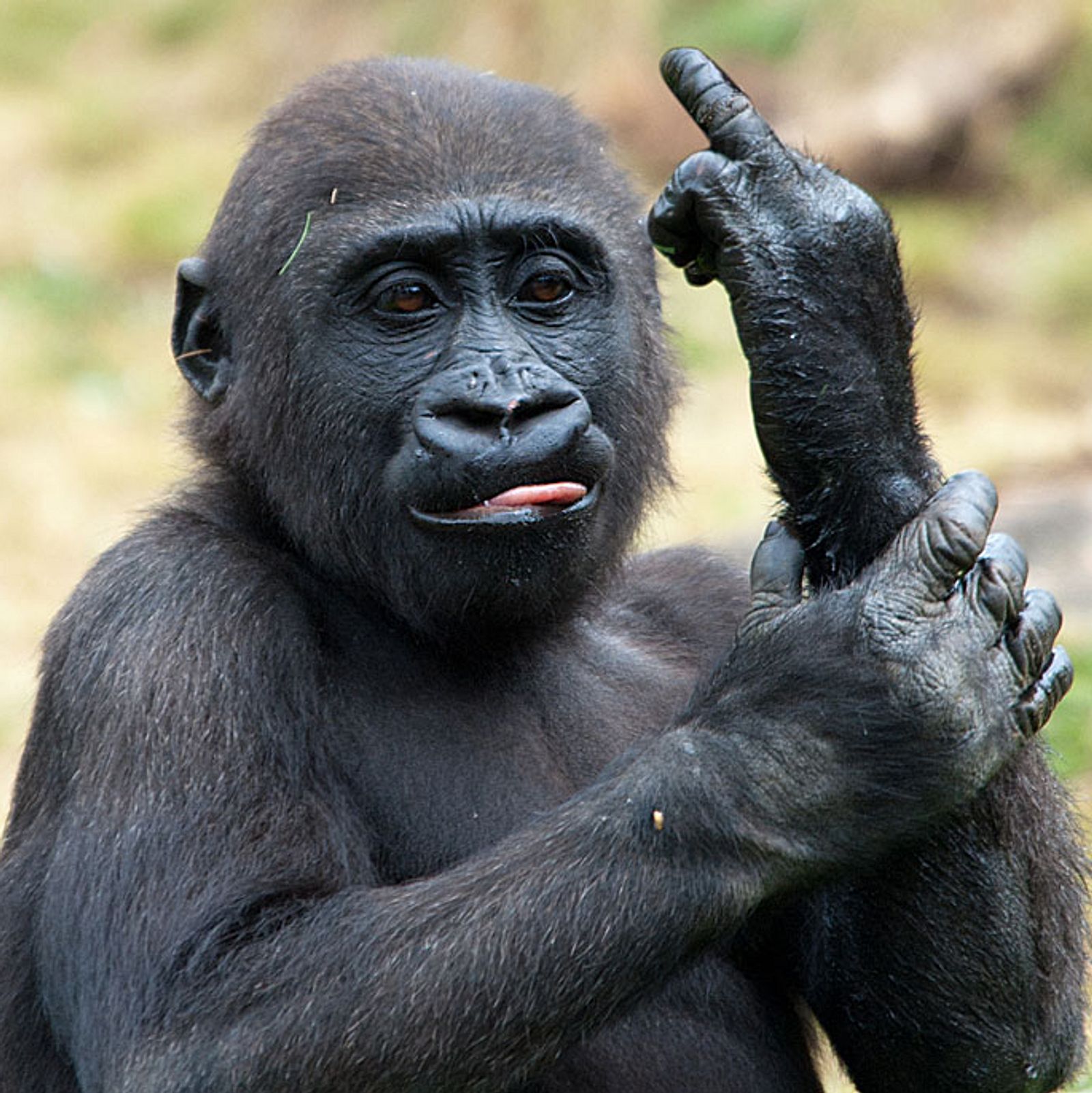 Schlechte Erziehung: Gorilla zeigt Zoo-Besuchern den Mittel-Finger! |  Männersache