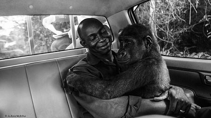 Wildlife Photo of the Year 2018 Gorilla - Foto:  Jo-Anne McArthur / Natural History Museum