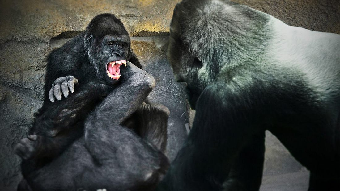 Wo Gorillas hinlangen, wächst kein Gars mehr Besucher des Henry Dorley Zoo in Nebraska wurden Zeuge einer handfesten Auseinandersetzung zweier Gorillas