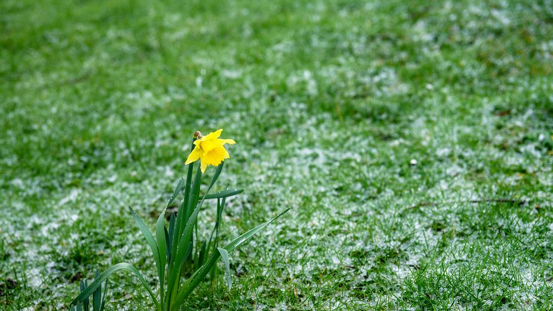 Frühlingsblume mit Graupelschauer - Foto: iStock / Alphotographic