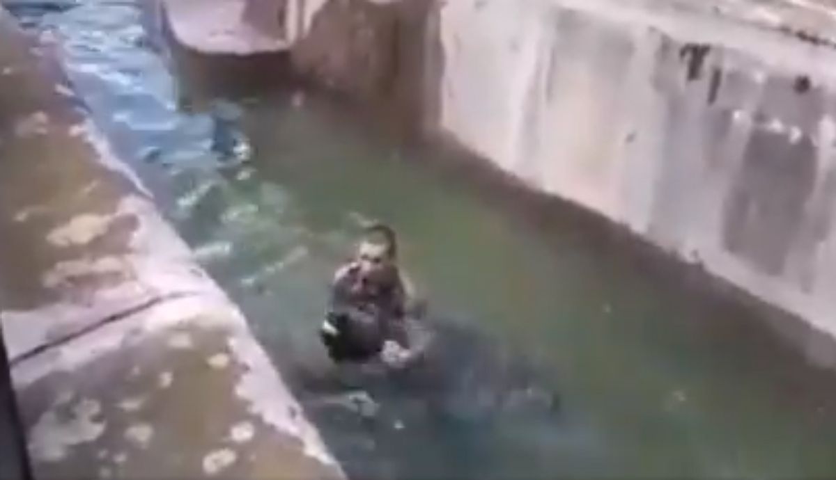 Mann kämpft im Wasser mit einem Bären
