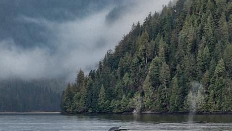 Great Bear Rain Forest - Foto: iStock / Bobbushphoto