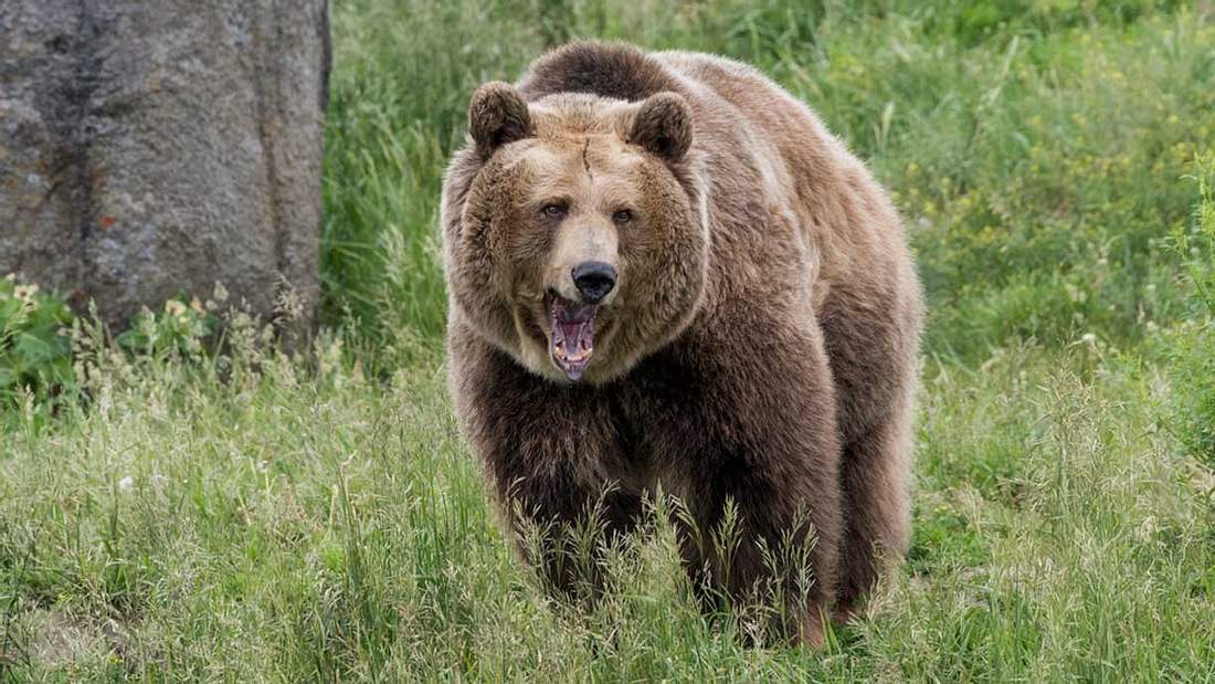 Der Grizzly kann einen Menschen mit einem Schlag töten Der Grizzly kann einen Menschen mit einem Schlag töten