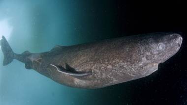 Grönlandhai - Foto: IMAGO / Nature Picture Library