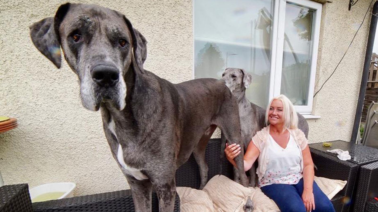 Größter Hund der Welt Dogge Freddy ist 2,30 Meter! Männersache