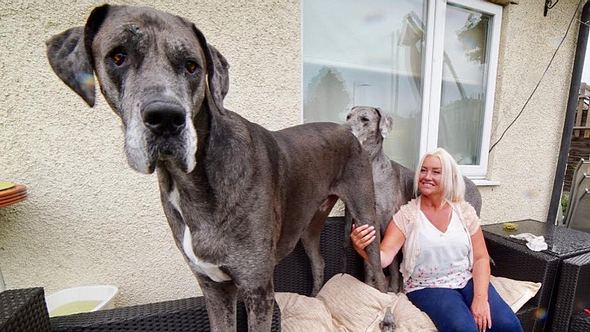 Der größte Hund der Welt: Dogge Freddy - Foto: Facebook/ Freddy the tallest dog