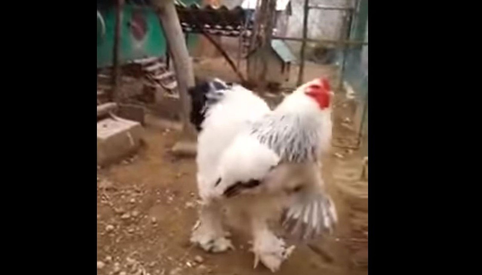 Das größte Huhn der Welt – so groß wie ein Mensch in einem Kostüm