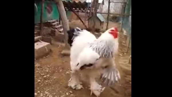 Das größte Huhn der Welt – so groß wie ein Mensch in einem Kostüm - Foto: YouTube / FAA