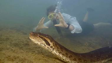 Größte Schlange der Welt - Foto: IMAGO / Jam Press