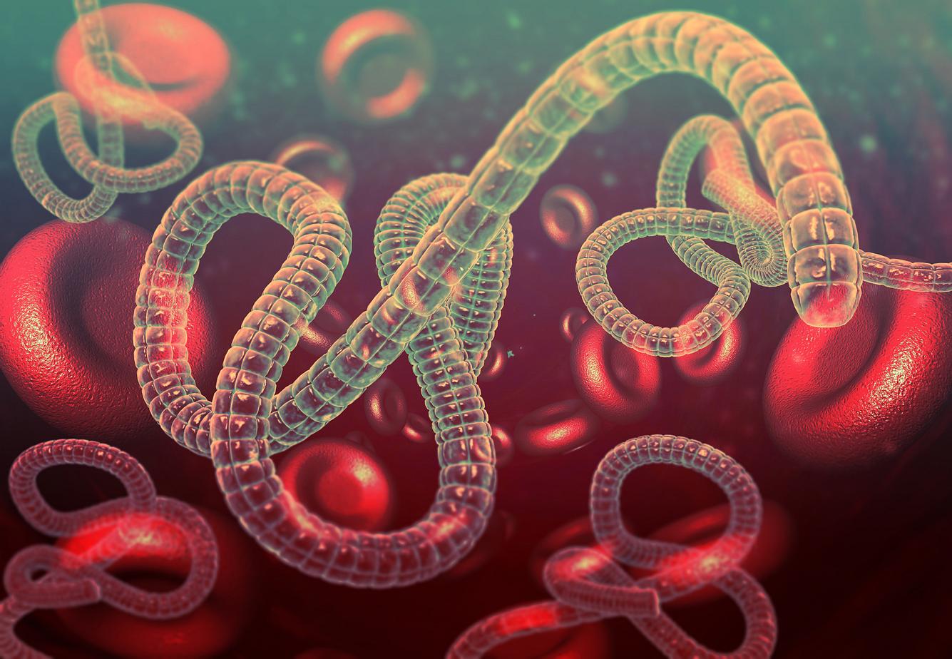 Ebola-Erreger