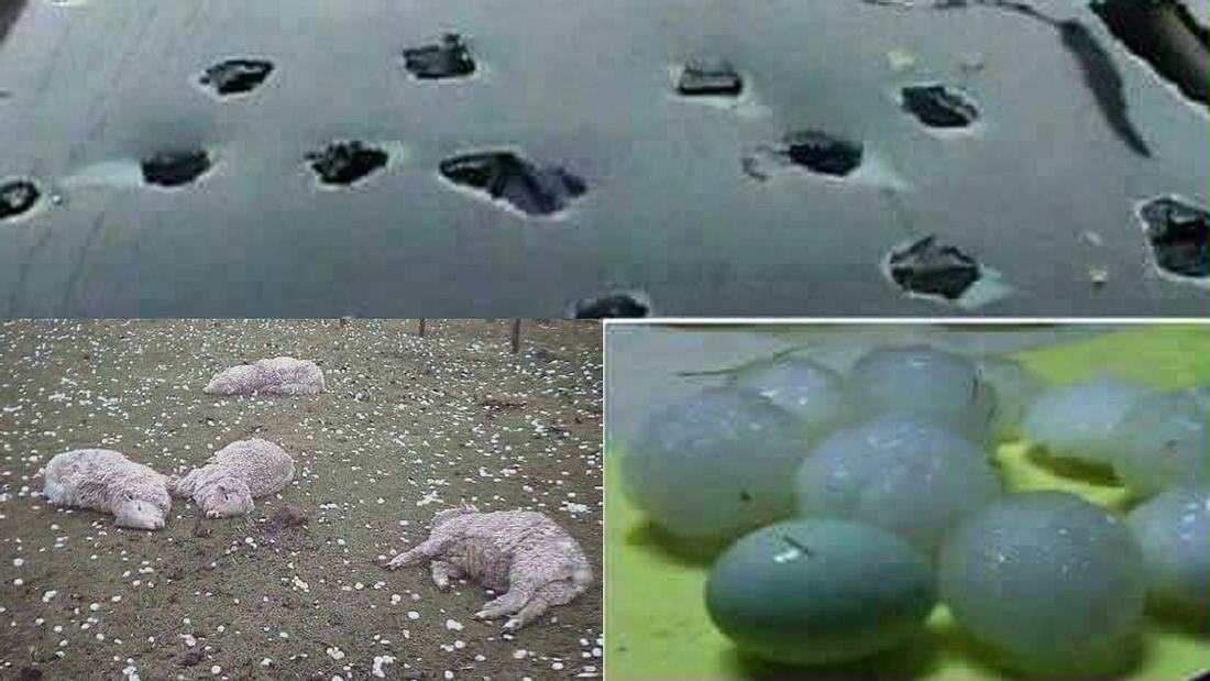 Horror-Hagel: Faustgroße Körner zerstören Autos und erschlagen Schafe in Nordspanien Faustgroße Hagelkörner erschlagen Schafe in Nordpsanien