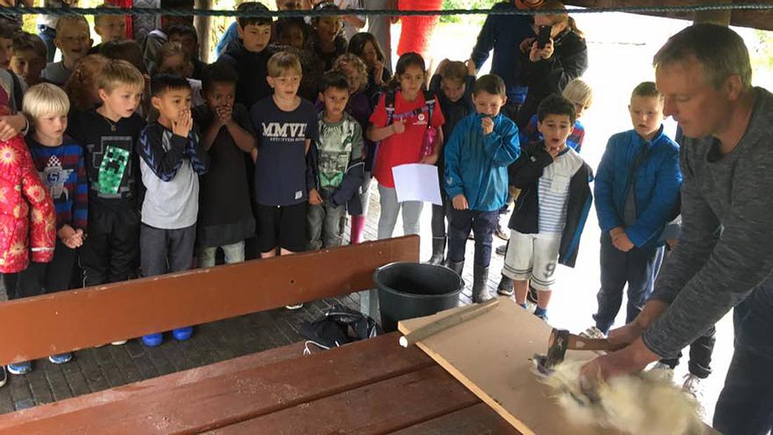Ein Lehrer schlachtet vor seinen Schülern einen Hahn Ein Lehrer schlachtet vor seinen Schülern einen Hahn