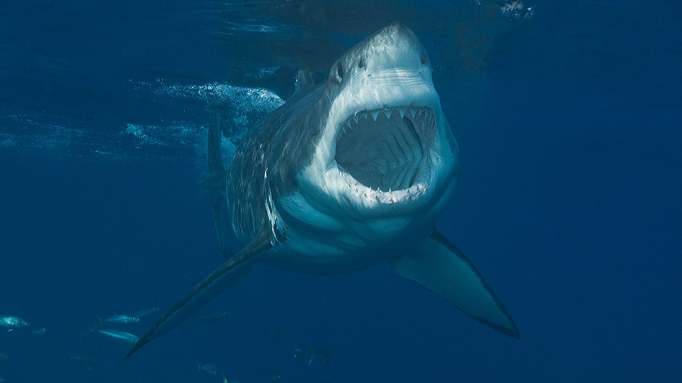 Hai mit aufgerissenem Maul