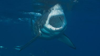 Hai mit aufgerissenem Maul - Foto: iStock / Martin Heyn