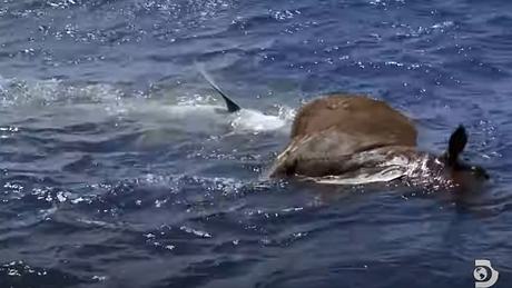 Hai frisst Kuh mitten im Ozean - Foto: YouTube / Discovery