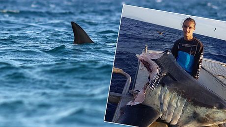 Riesiger, abgebissener Haikopf vor Australien (Collage). - Foto: Facebook/trapmanbermagu