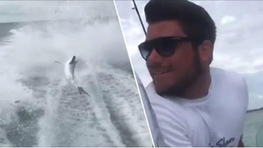 Eine Gruppe Männer zieht einen lebenden Hai hinter einem Speedboot her