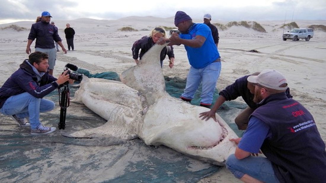 Meeresbiologen untersuchen getöteten Weißen Hai