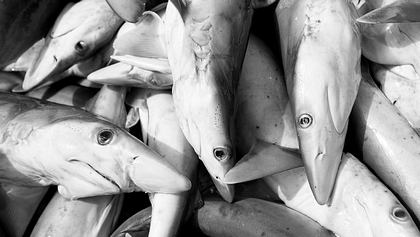 Bah: China-Frachter transportiert 6.000 illegal getötete Haie - Foto: iStock / tropicalpixsingapore