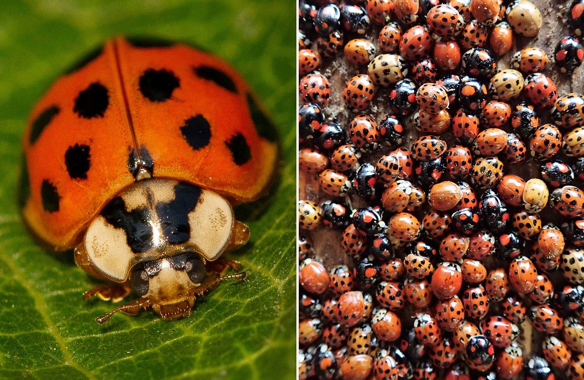 Harlekin-Marienkäfer