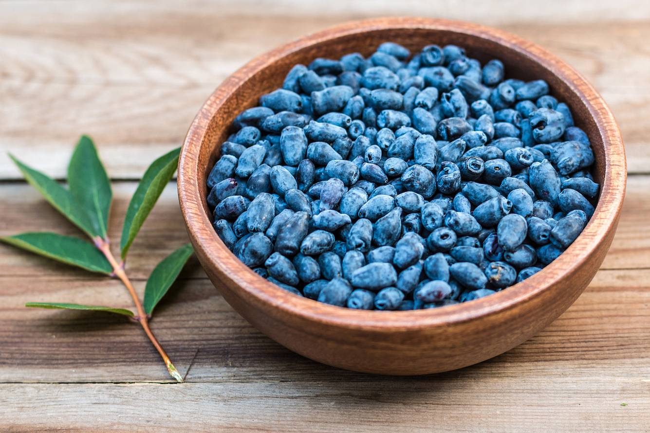 Haskap-Beeren Haskap-Beeren