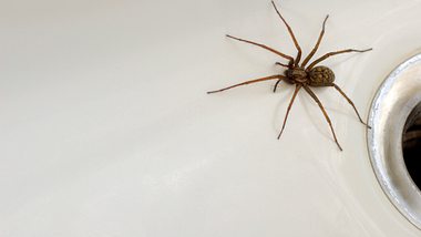 Hauswinkelspinne - Foto: iStock/Kalulu