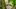 Hawaiihemd im Schwarzwald-Look