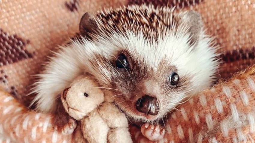Insta-Igel Herbee - Foto: Instagram / @mr.pokee