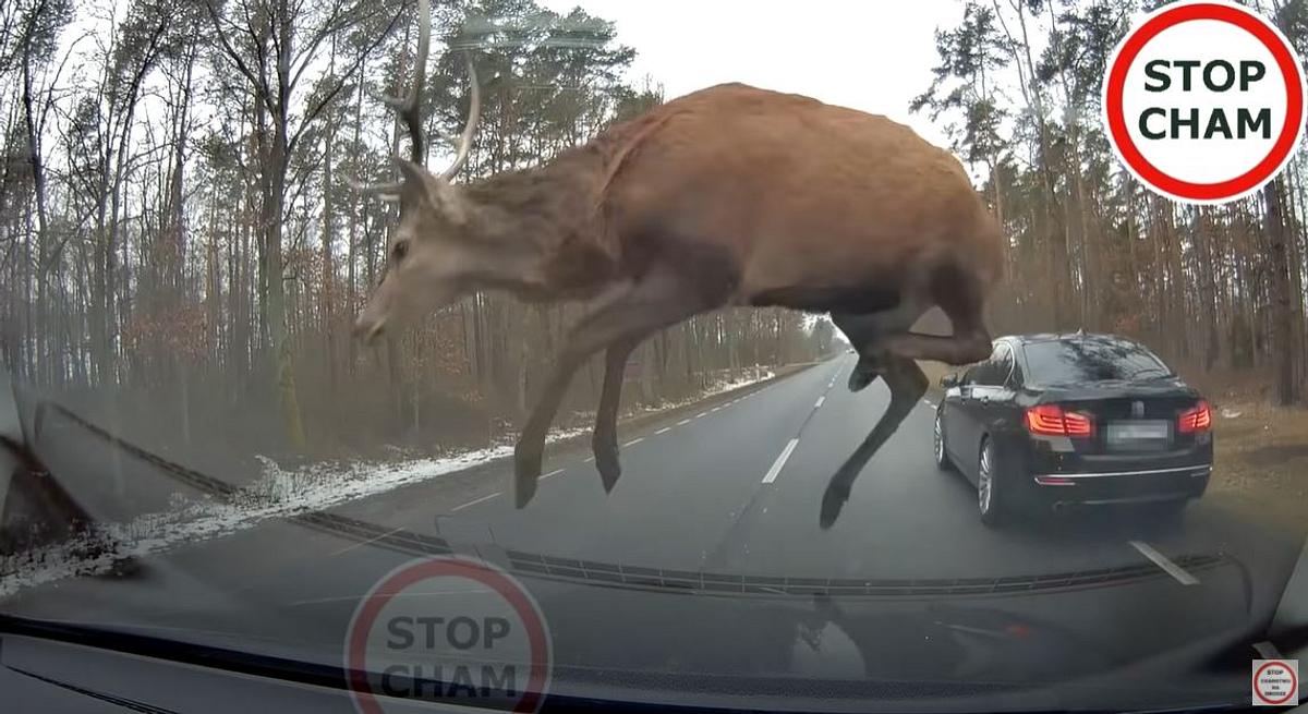 Hirsch überquert befahrene Landstraße