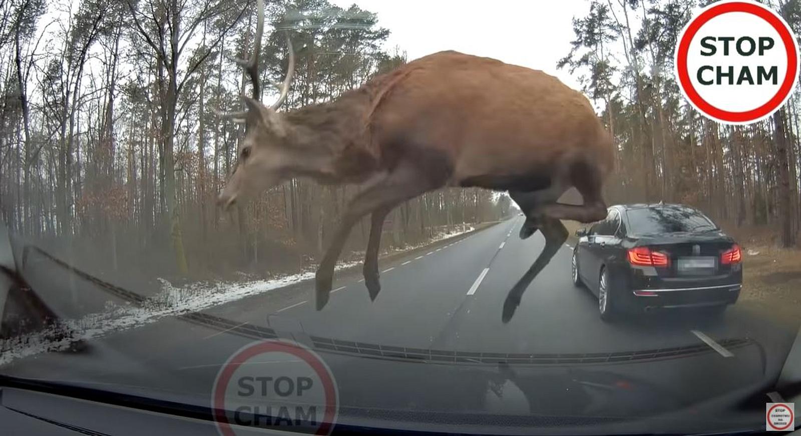 VIDEO: Hirsche nutzen fahrende Autos als Sprungbretter - unfassbare Bilder!