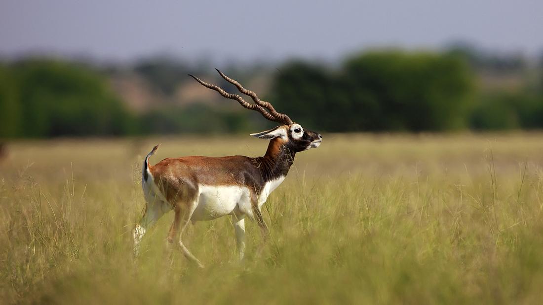 Hirschziegenantilope