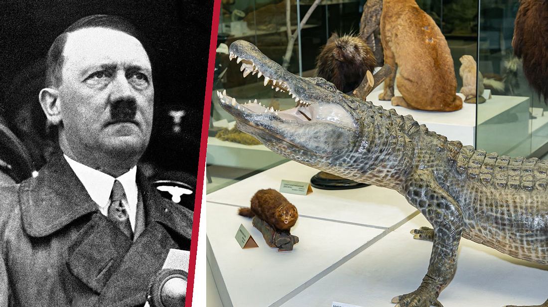 Hitlers jetzt ausgestopftes Haustier: Der Alligator Saturn
