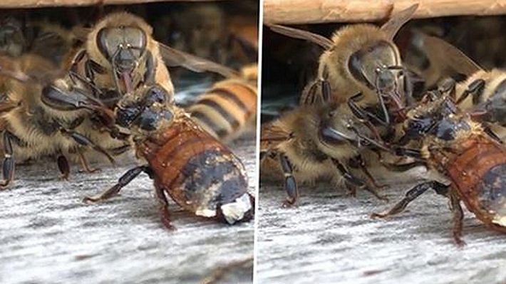 Biene fällt in Honigtopf