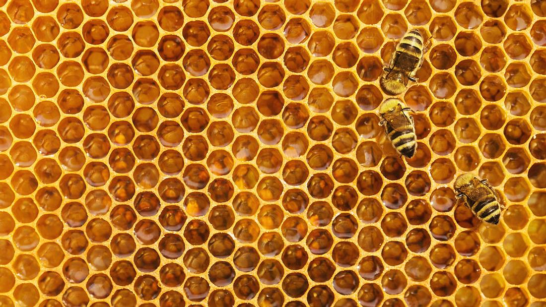 Honigwabe und Bienen Honigwabe und Bienen