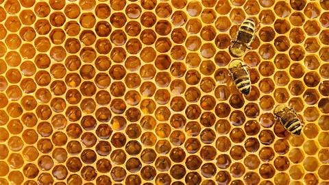Honigwabe und Bienen - Foto: iStock / Nastco