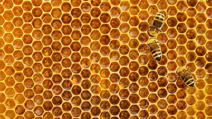 Honigwabe und Bienen - Foto: iStock / Nastco
