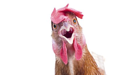 Junge vergewaltigt Huhn zu Tode - Foto: istock / suriyasilsaksom